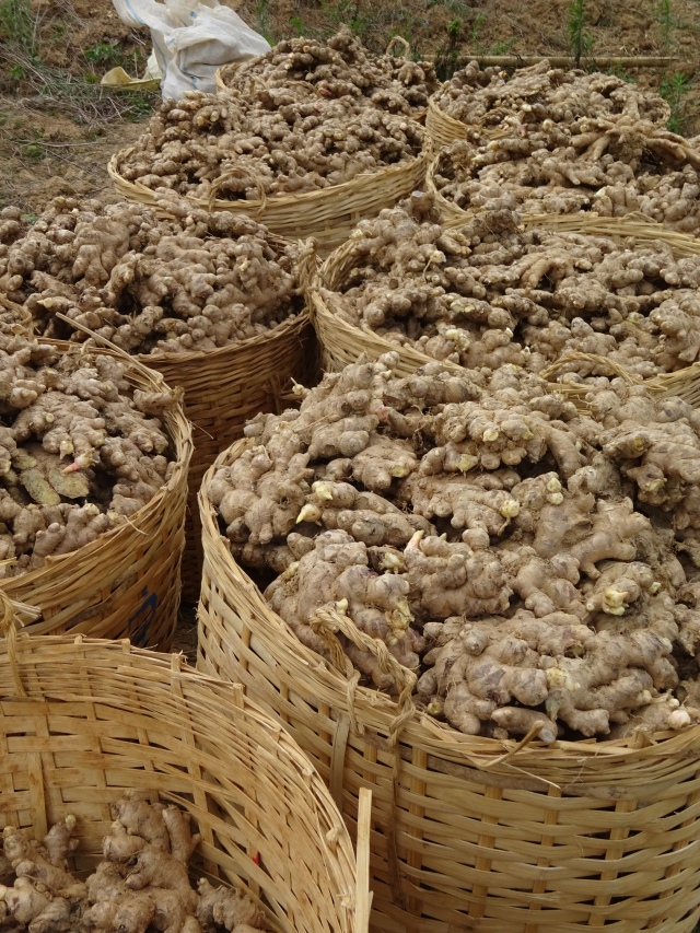 Ginger harvested as we walked by